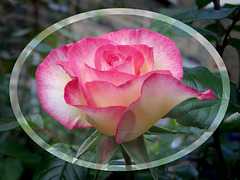James' rose -