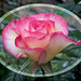 James' rose -