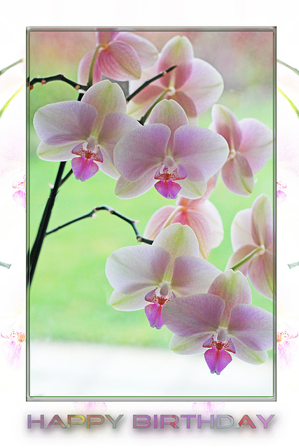 Orchid - greeny creamy pink