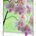 Orchid - greeny creamy pink