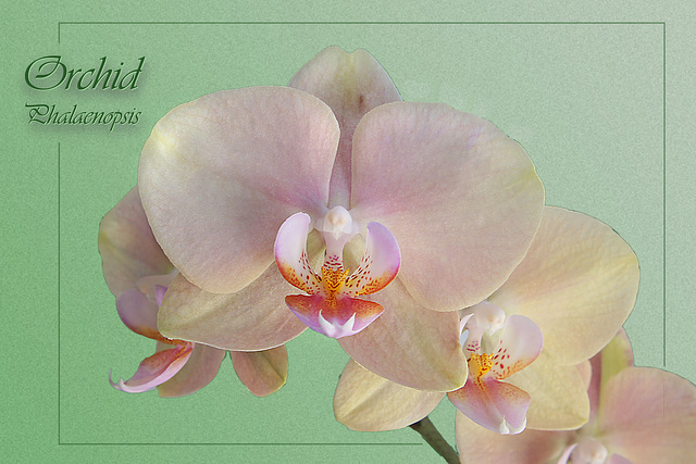 Orchid Phalaenopsis