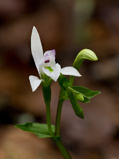 Triphora trianthophora (Three-birds orchid)