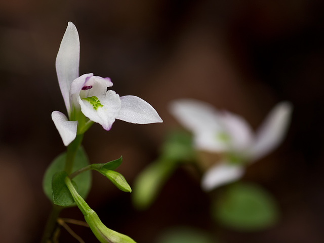 Triphora trianthophora (Three-birds orchid)