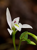 Triphora trianthophora (Three-birds orchid)