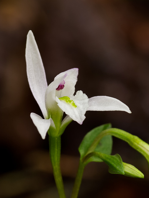 Triphora trianthophora (Three-birds orchid)