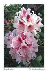Rhododenron pale pink with crimson flush