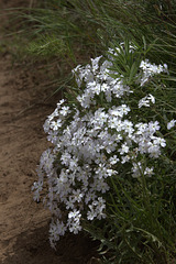 Showy Phlox