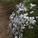 Showy Phlox