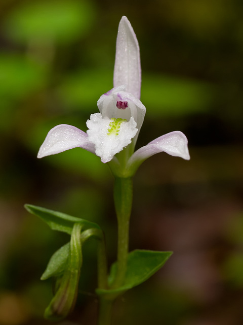 Triphora trianthophora (Three-birds orchid)