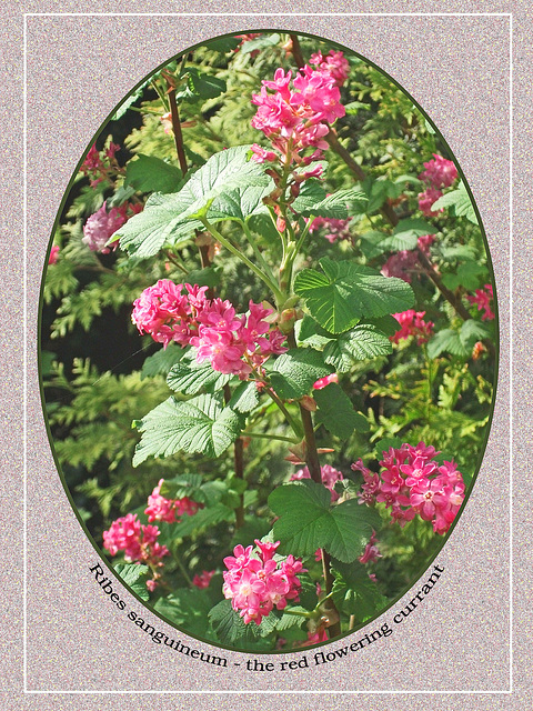 Red flowering currant