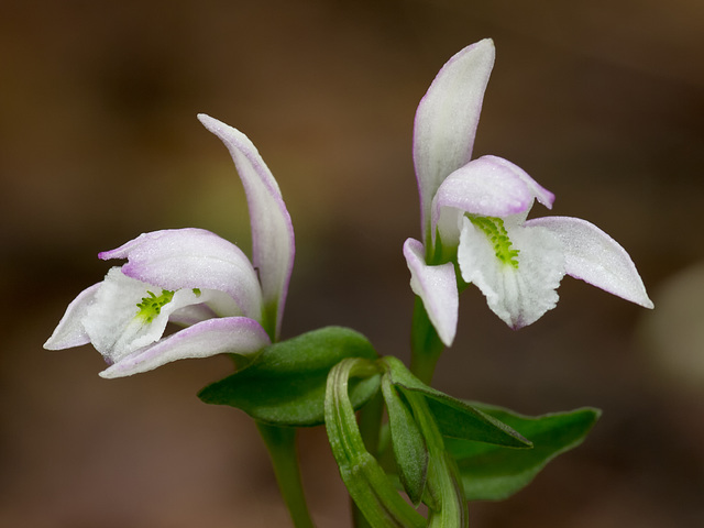 Triphora trianthophora (Three-birds orchid)