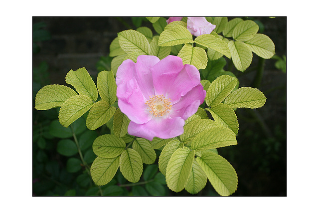 Species Rosa mid pink