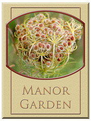 Wild Carrot seed head - on bevelled background - Manor Garden - Bishopstone - 13.9.2010