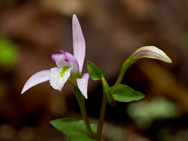 Triphora trianthophora (Three-birds orchid)