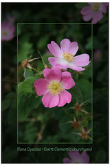Species Rosa - small mid pink