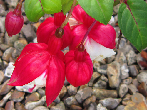 Fuschia