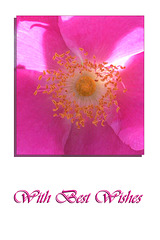 Species rose backlit closeup
