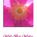 Species rose backlit closeup