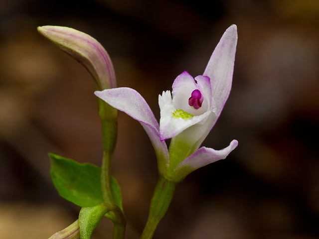 Triphora trianthophora (Three-birds orchid)