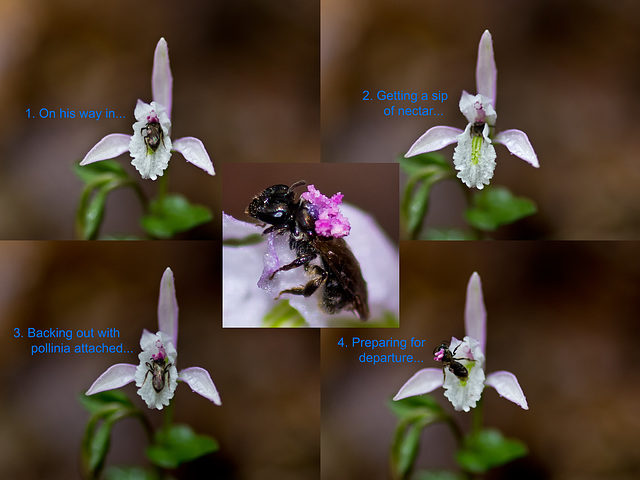 Triphora trianthophora being pollinated by an halictid bee