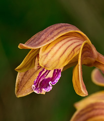 Hexalectris spicata (Crested coralroot orchid)