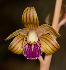 Hexalectris spicata (Crested coralroot orchid)