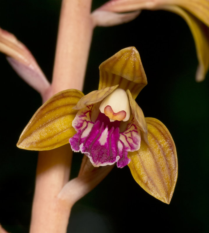 Hexalectris spicata (Crested coralroot orchid)