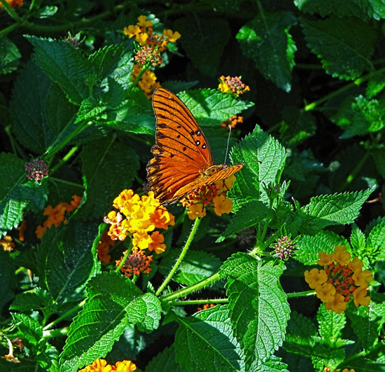 Gulf Fritillary butterfly on Lantana