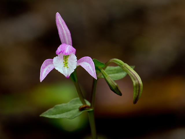 Triphora trianthophora (Three-birds orchid)