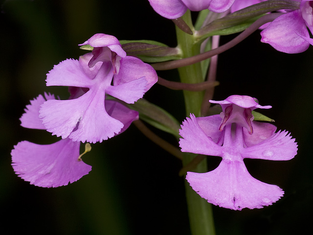 Platanthera peramoena (Purple fringeless orchid)