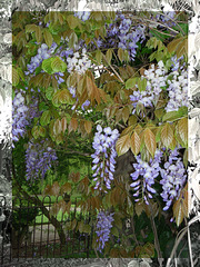 wisteria with mono border