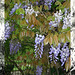 wisteria with mono border