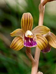 Hexalectris spicata (Crested coralroot orchid)