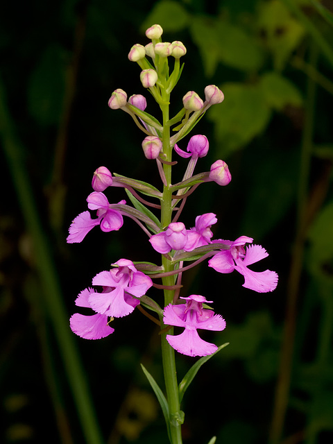 Platanthera peramoena (Purple fringeless orchid)