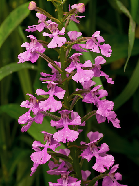 Platanthera peramoena (Purple fringeless orchid)