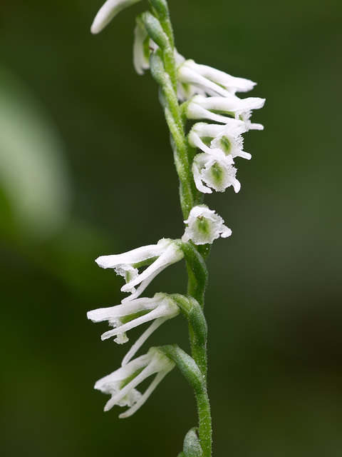 Spiranthes lacera variety gracilis (Northern slender ladies'-tresses orchid)