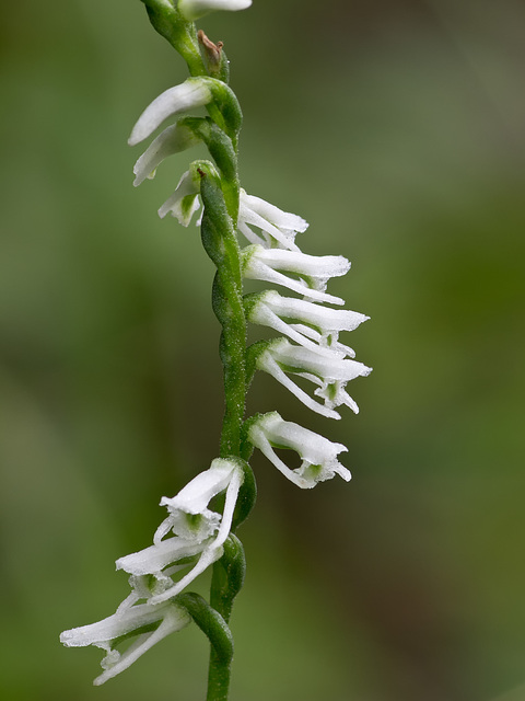 Spiranthes lacera variety gracilis (Northern slender ladies'-tresses orchid)