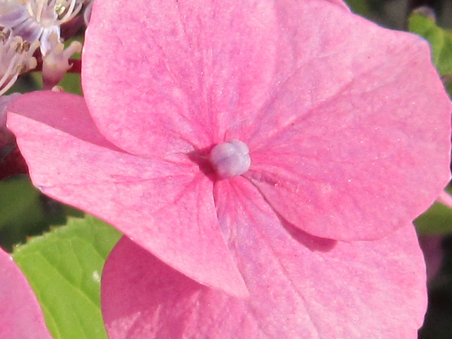 Hydrangea