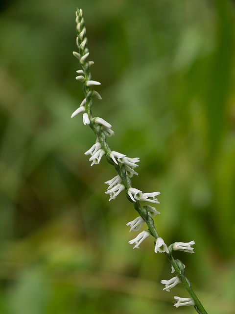 Spiranthes lacera variety gracilis (Northern slender ladies'-tresses orchid)