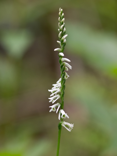 Spiranthes lacera variety gracilis (Northern slender ladies'-tresses orchid)