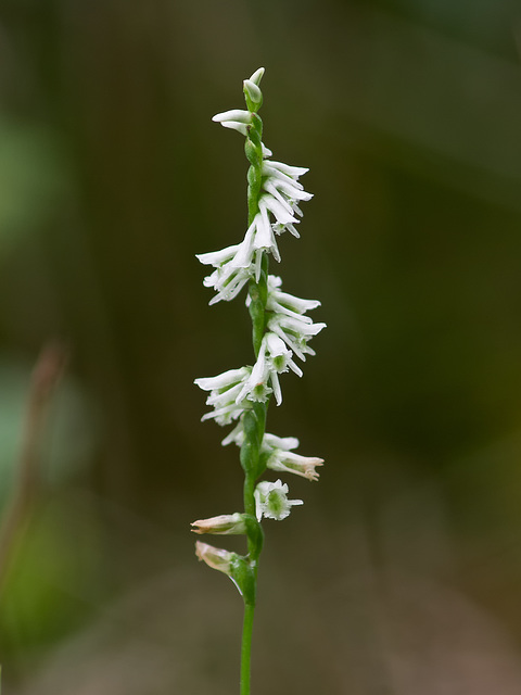 Spiranthes lacera variety gracilis (Northern slender ladies'-tresses orchid)