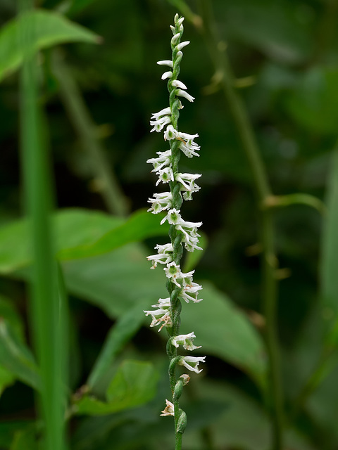 Spiranthes lacera variety gracilis (Northern slender ladies'-tresses orchid)
