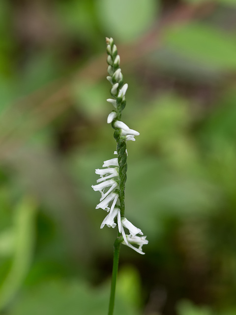 Spiranthes lacera variety gracilis (Northern slender ladies'-tresses orchid)