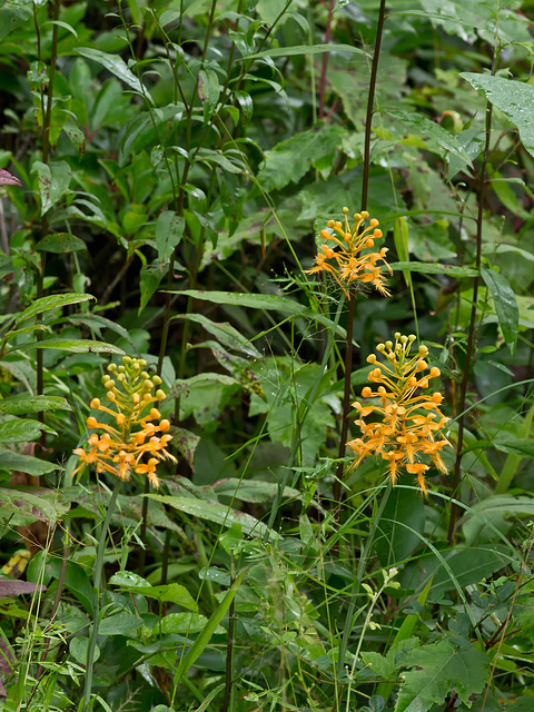 Platanthera ciliaris (Yellow fringed orchid)