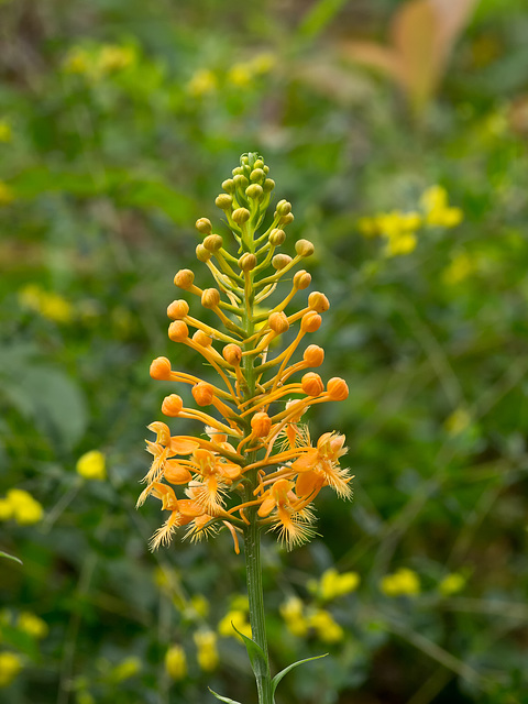 Platanthera ciliaris (Yellow fringed orchid)