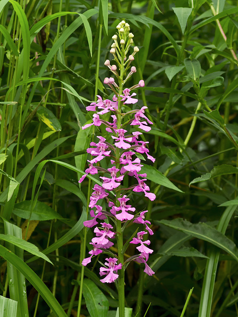 Platanthera peramoena (Purple fringeless orchid)