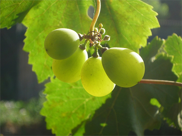 Cuatro uvas al sol