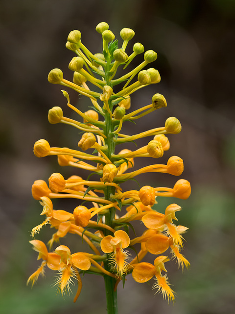 Platanthera ciliaris (Yellow fringed orchid)