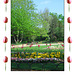 Spring in Peckham Rye Park 20 4 07