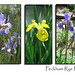 3 iris panels - Peckham Rye Park - 19 5 07